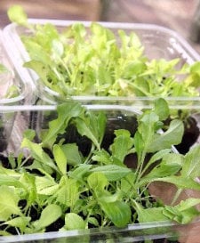 Ideas for Growing Lettuce Indoors - Yo! Free Samples