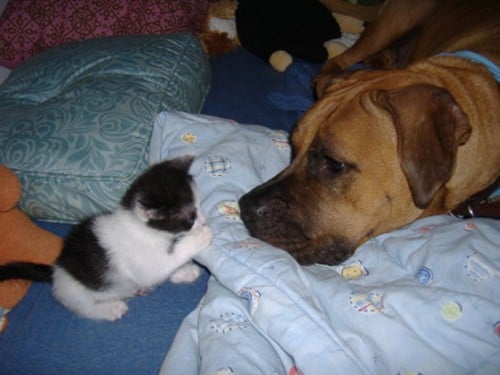 dogcat2