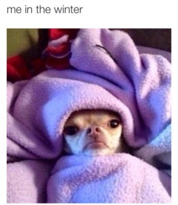 bundled pet