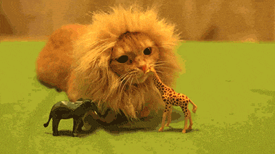 cat "lion"