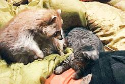 Cat with Raccoon