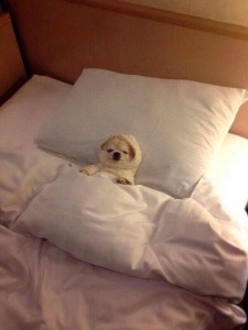 dog in bed