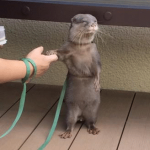 ferret