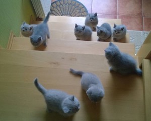 kitten invasion