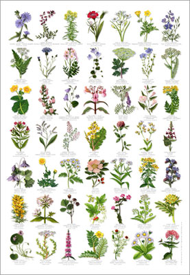 FREE Wildflower Reference Guide From Wildseed Farms (US Only)