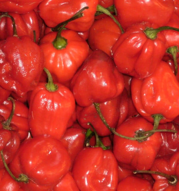 FREE Caribbean Red Habanero Seeds From Pex Peppers
