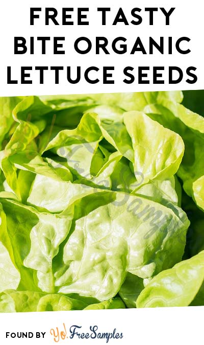 FREE Tasty Bite Organic Lettuce Seeds