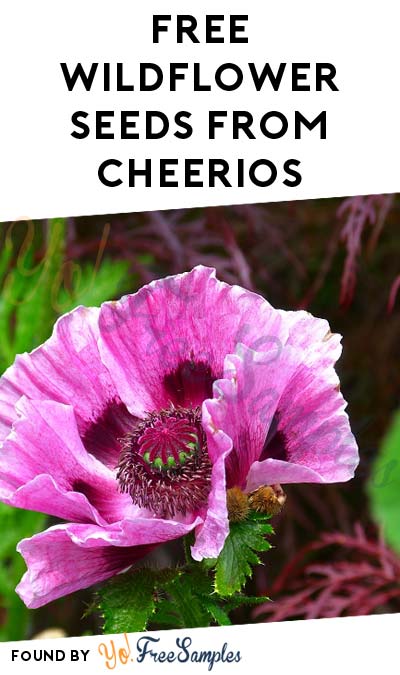 FREE Wildflower Seeds From Cheerios