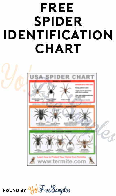 FREE Spider Identification Chart