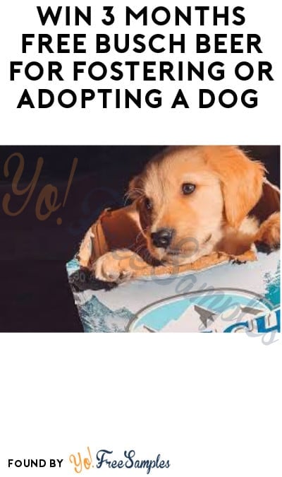 Win 3 Months FREE Busch Beer for Fostering or Adopting a Dog (Ages 21 & Older Only)