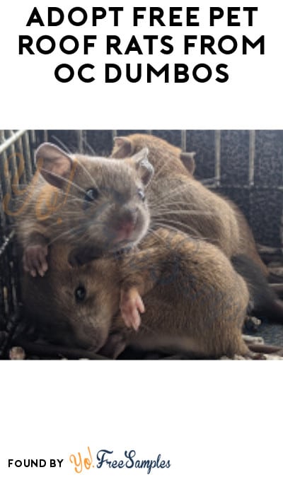 Adopt FREE Pet Roof Rats from OC Dumbos in Florida (Very Limited + Must Register)