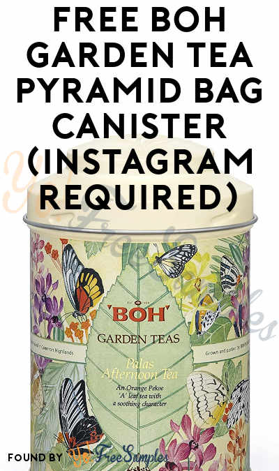 FREE BOH Garden Tea Pyramid Bag Canister (Instagram Required & Select Areas Only)