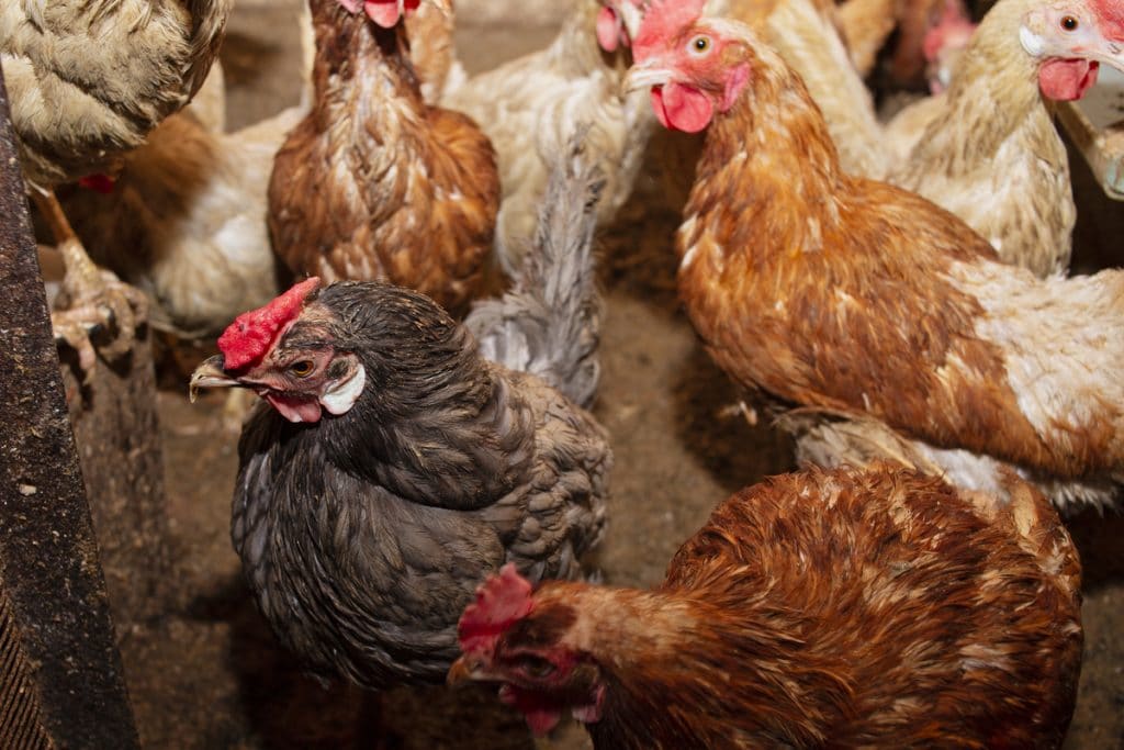 Coop in the village. Grain feeding brown, colored and white chickens on the farm. Poultry farming, raising chickens for meat and eggs, organic products. High quality photo