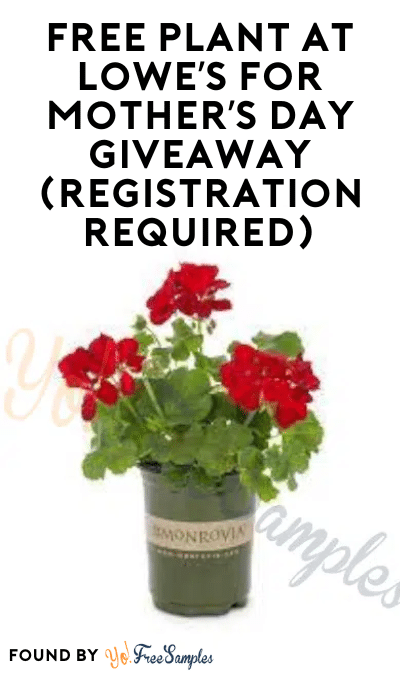 FREE Plant at Lowe’s For Mother’s Day Giveaway (Registration Required)